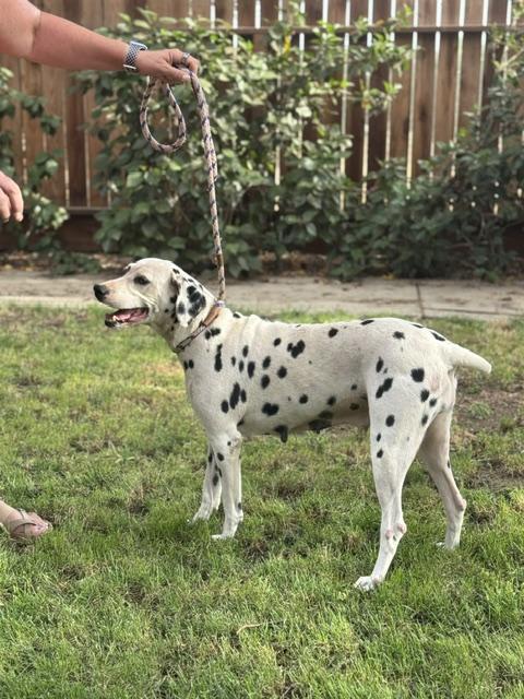 Mia, ADOPTABLE, Adult Female Dalmatian.