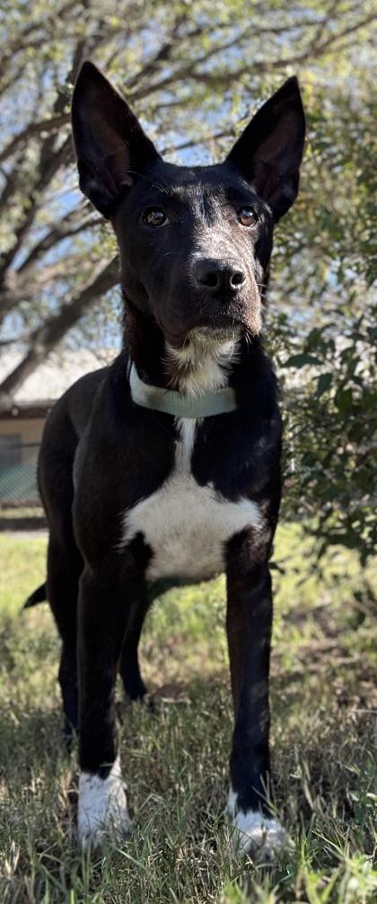 Jubilee — thumbnail 3