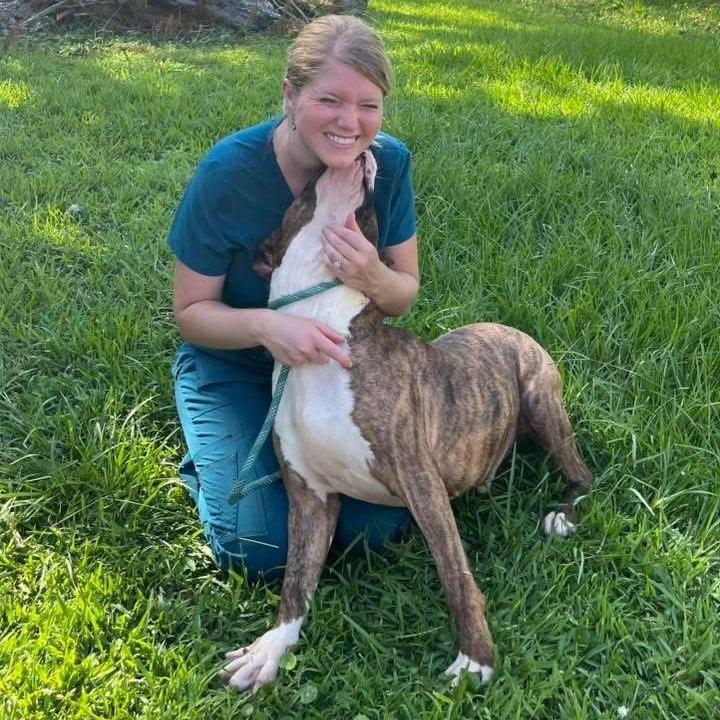 Westin, Adoptable, Adult Male Pit Bull Terrier.