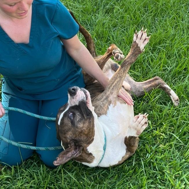 Enlarge Westin, a Adoptable Pit Bull Terrier in Beaumont, TX image 2/4