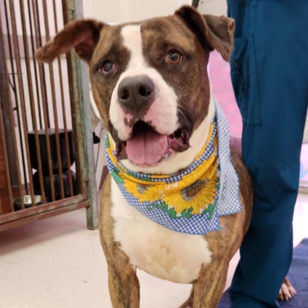 Enlarge Westin, a Adoptable Pit Bull Terrier in Beaumont, TX image 3/4