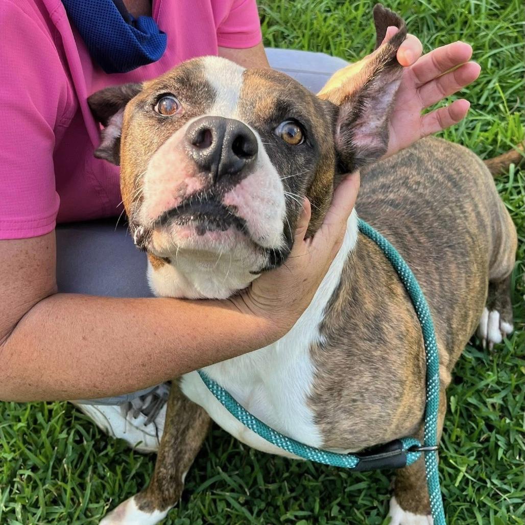 Enlarge Westin, a Adoptable Pit Bull Terrier in Beaumont, TX image 4/4