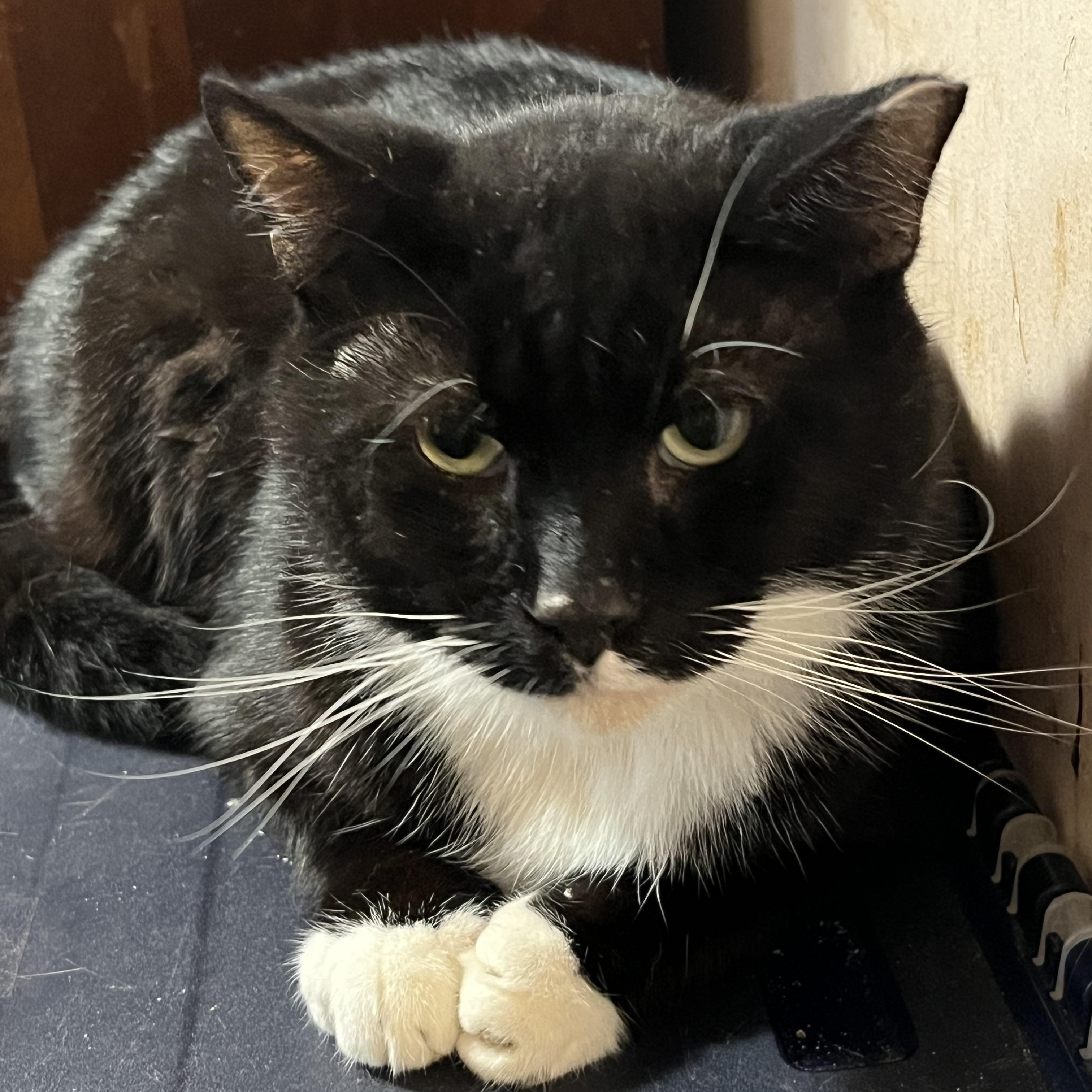 Xavier, Adoptable, Adult Male Domestic Short Hair.