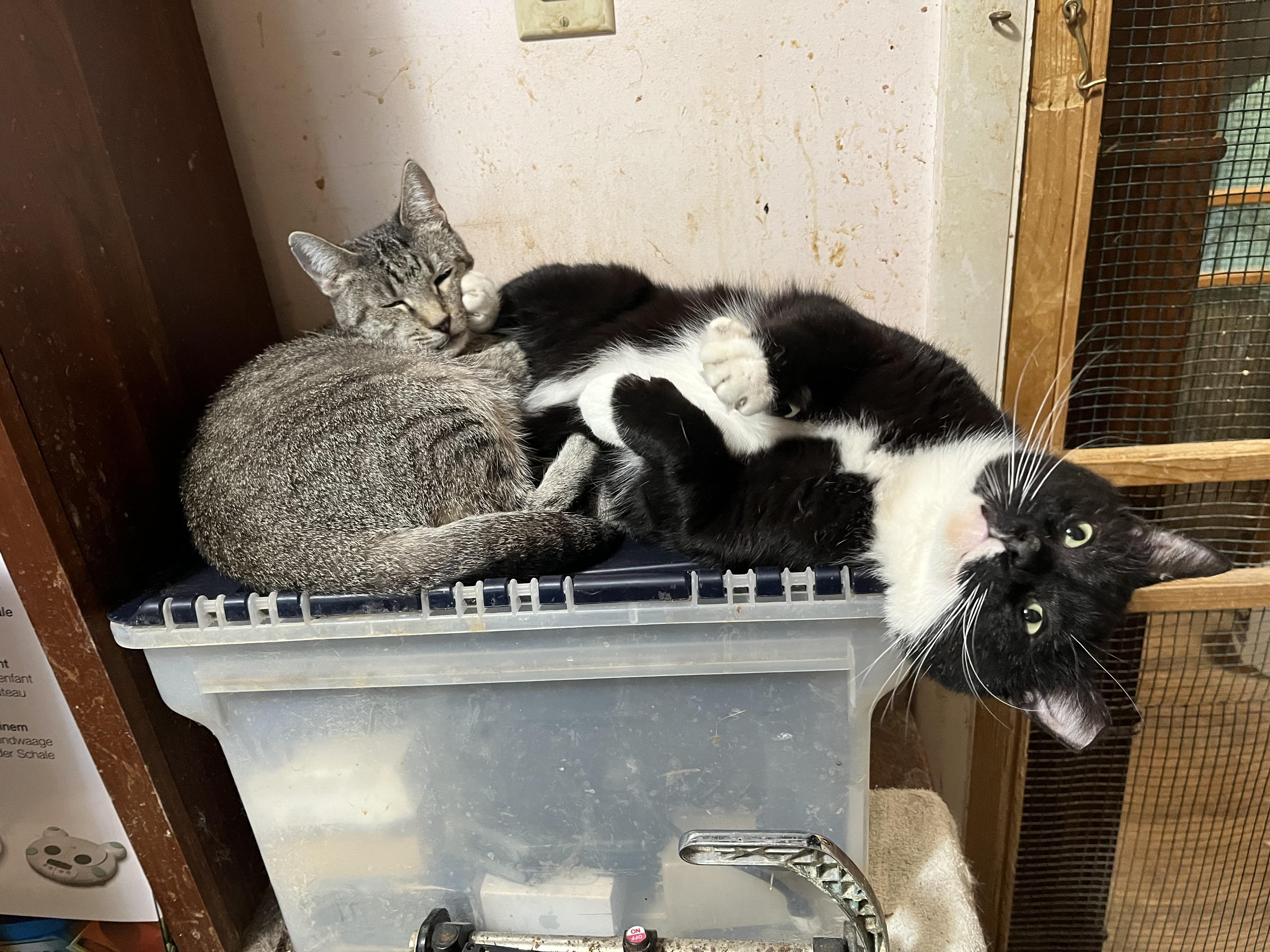 Enlarge Xavier, a Adoptable Domestic Short Hair in Mount Airy, MD image 3/3