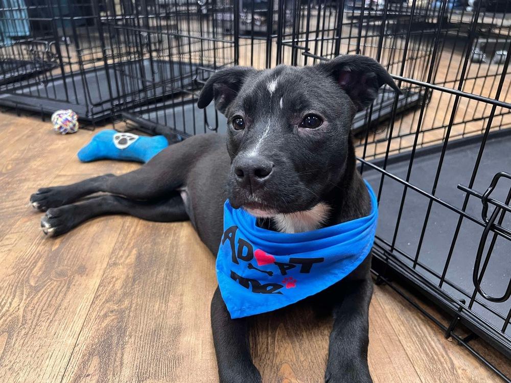 Enlarge Daphne, a Adoptable mixed breed in Troy, AL image 1/3