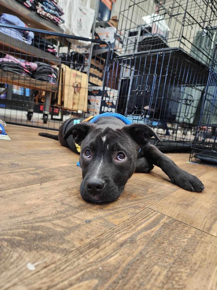 Enlarge Daphne, a Adoptable mixed breed in Troy, AL image 2/3