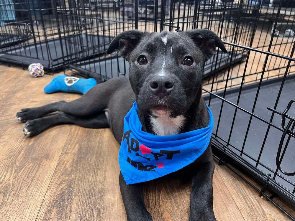 Daphne, Adoptable, Puppy Female Labrador Retriever & Boxer.