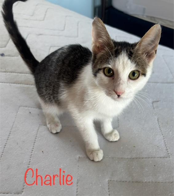 Charlie, an adoptable Domestic Short Hair in Snyder, TX, 79550 | Photo Image 1
