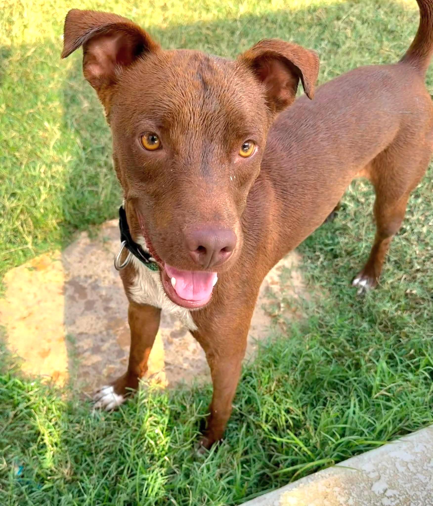 Hershey, Adoptable, Young Male Labrador Retriever & Basenji.