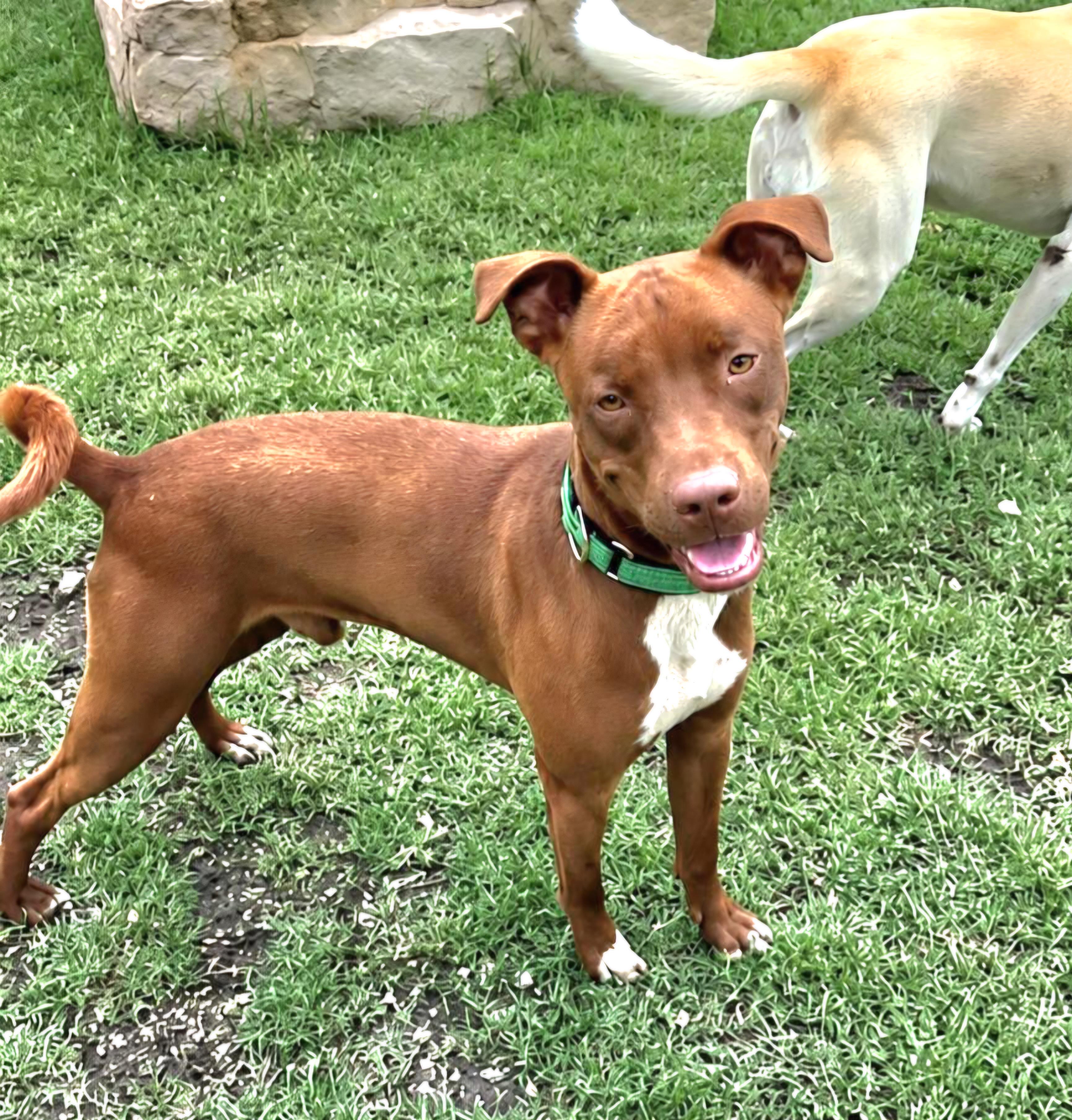 Enlarge Hershey, a Adoptable mixed breed in Elk Grove Village, IL image 6/6
