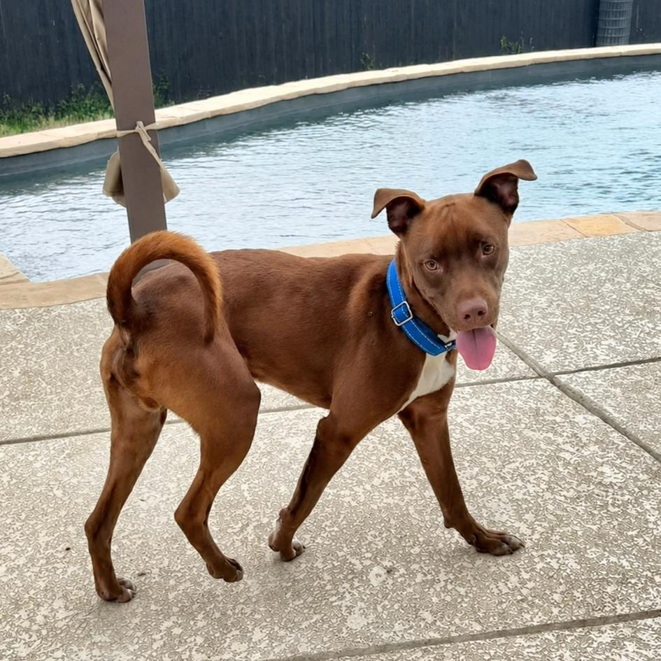 Enlarge Hershey, a Adoptable mixed breed in Elk Grove Village, IL image 4/6