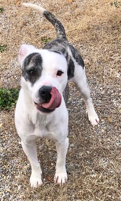 LILYPAD, Adoptable, Young Female Pit Bull Terrier & Mixed Breed.