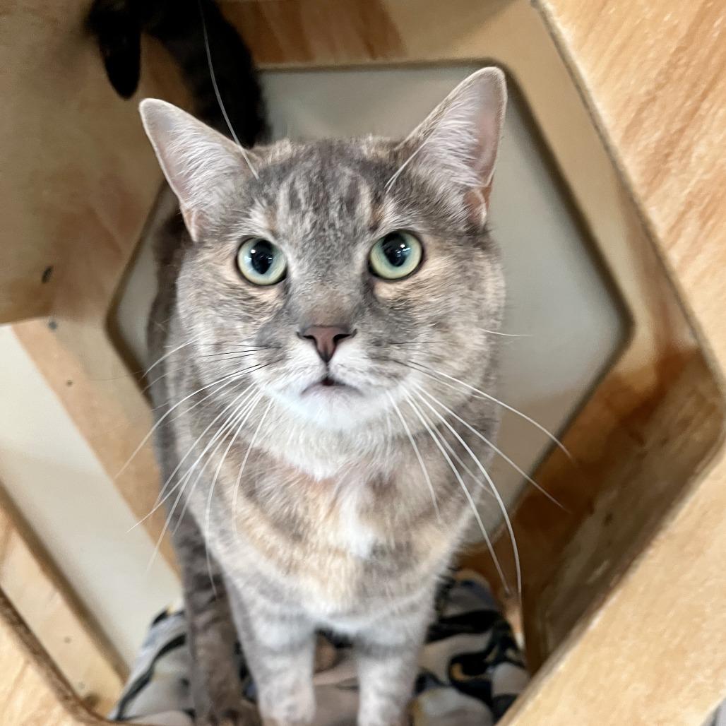 Nova, Adoptable, Adult Female Domestic Short Hair.