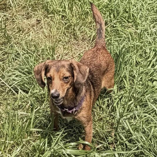 Enlarge Kentanji Belmont, an adopted mixed breed in London, OH image 4/6