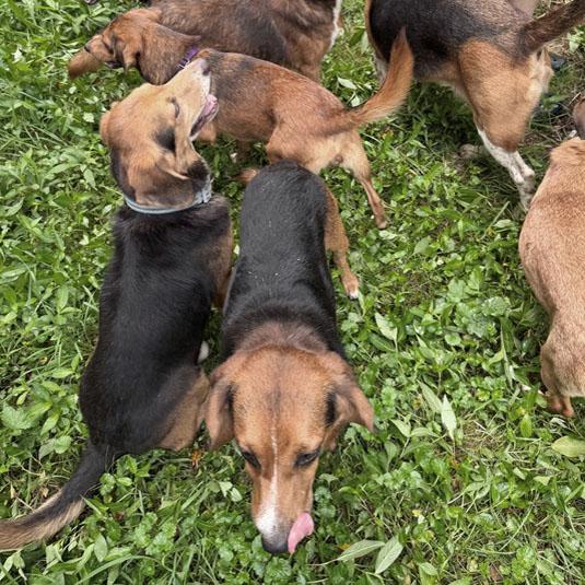 Enlarge Kentanji Belmont, an adopted mixed breed in London, OH image 6/6
