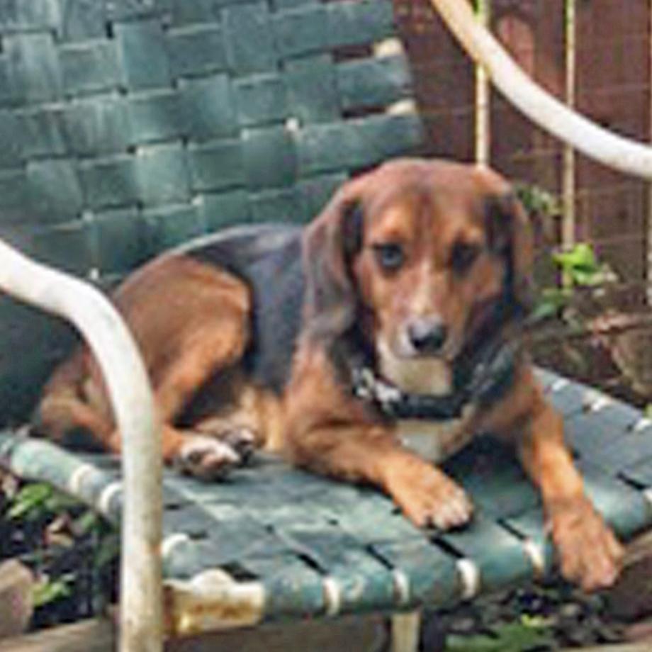 Kentanji Belmont, adopted, Young Female Beagle & Chihuahua.