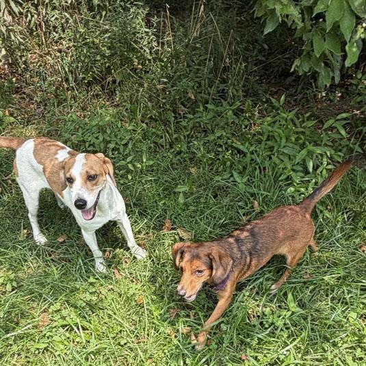 Enlarge Kentanji Belmont, an adopted mixed breed in London, OH image 3/6