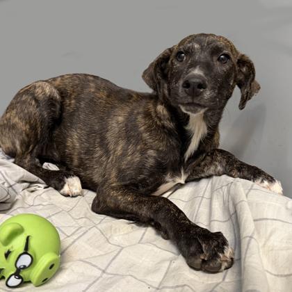 Aura, Adoptable, Puppy Female Plott Hound & Mixed Breed.