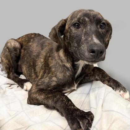 Aura, Adoptable, Puppy Female Plott Hound & Mixed Breed.