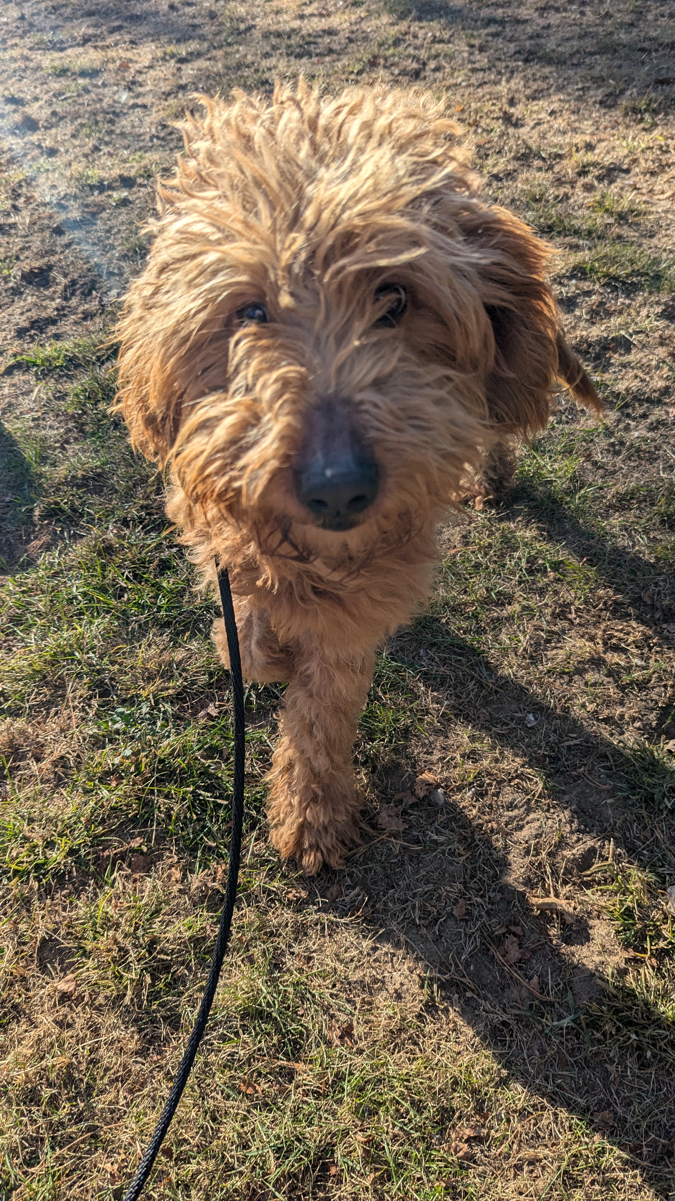 Carly, Adopted, Adult Female Goldendoodle.