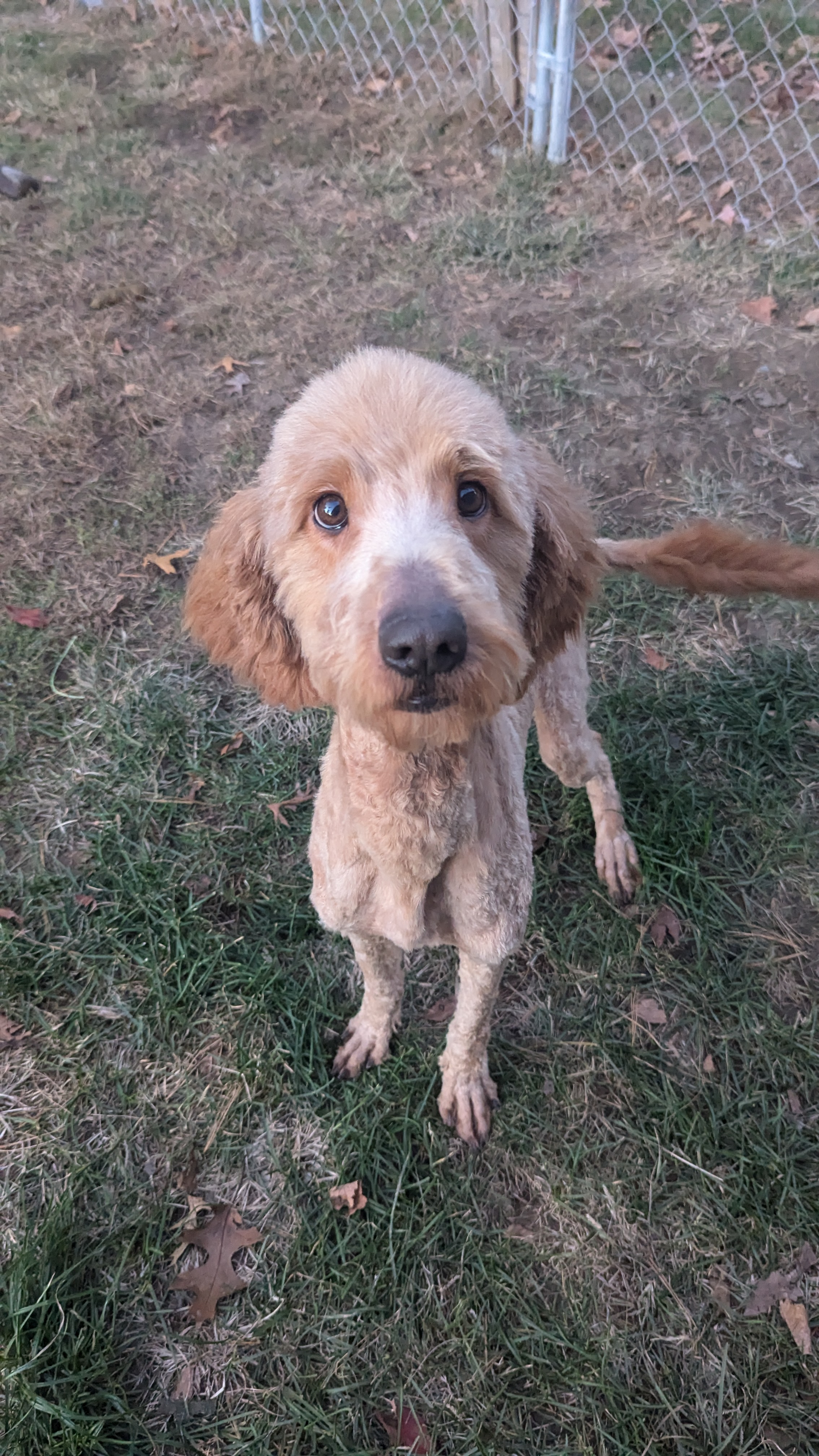 Carly, a Adopted Goldendoodle in Sturgis, MI image 2/4