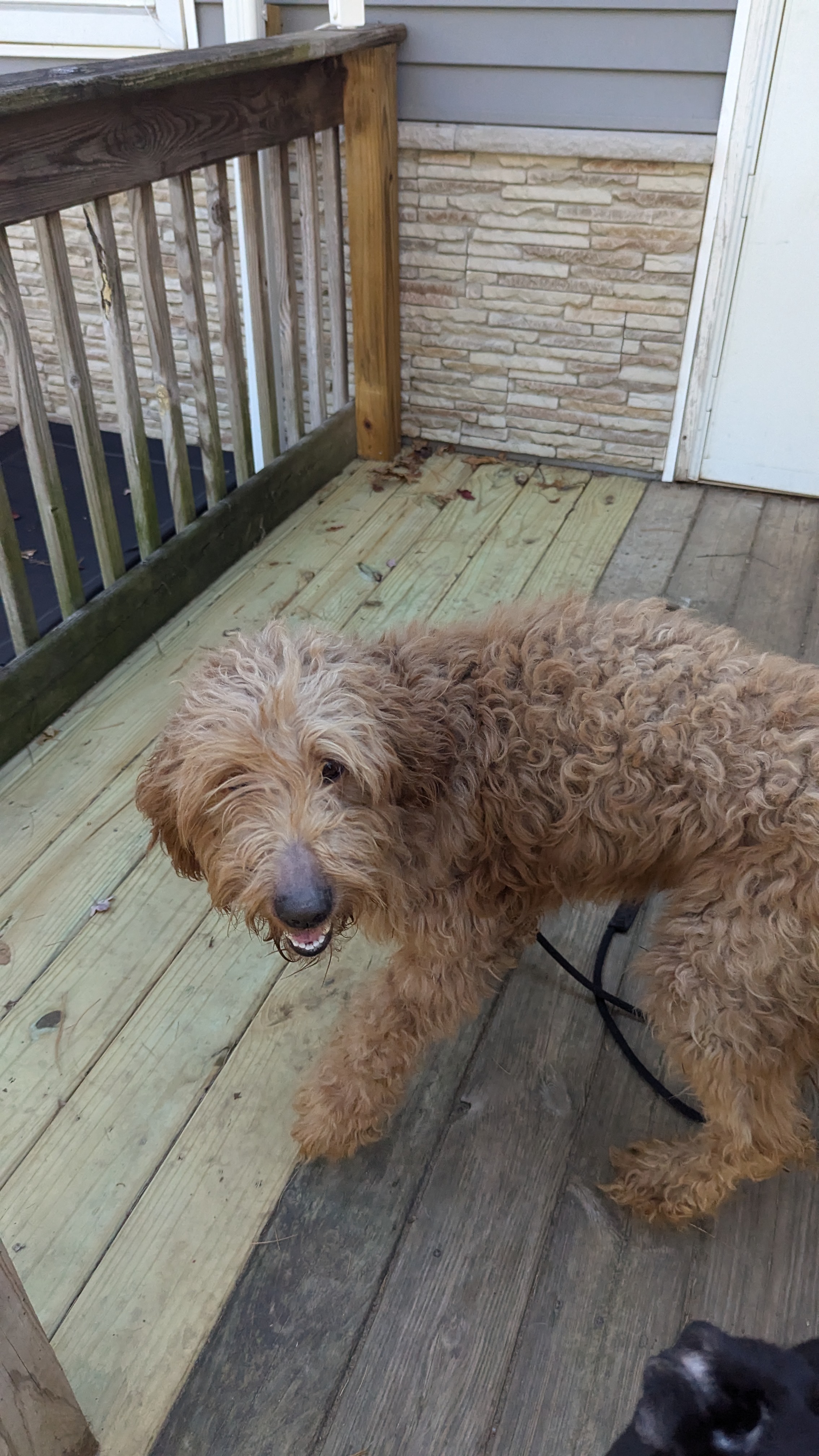 Carly, a Adopted Goldendoodle in Sturgis, MI image 3/4