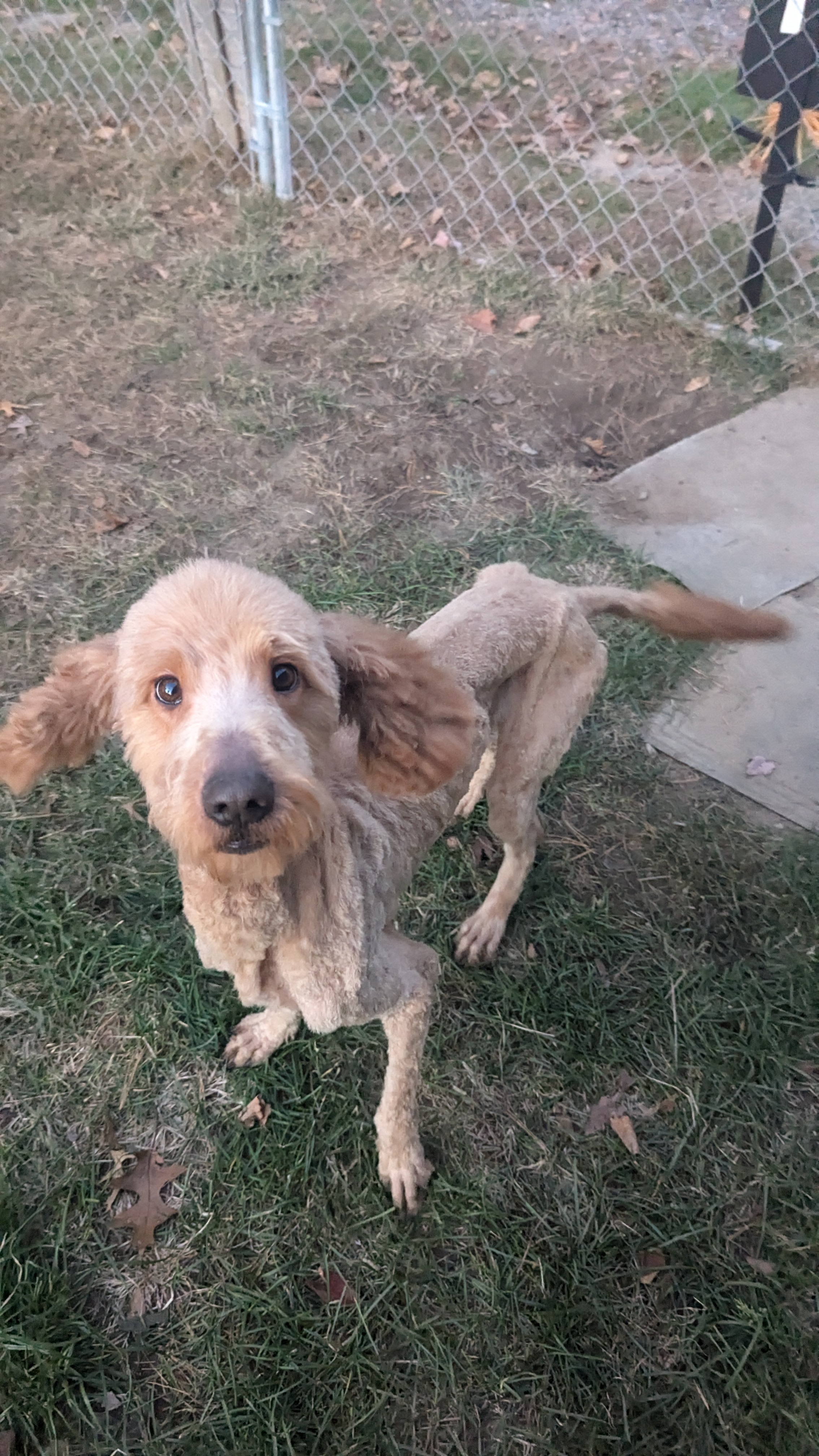 Carly, a Adopted Goldendoodle in Sturgis, MI image 4/4