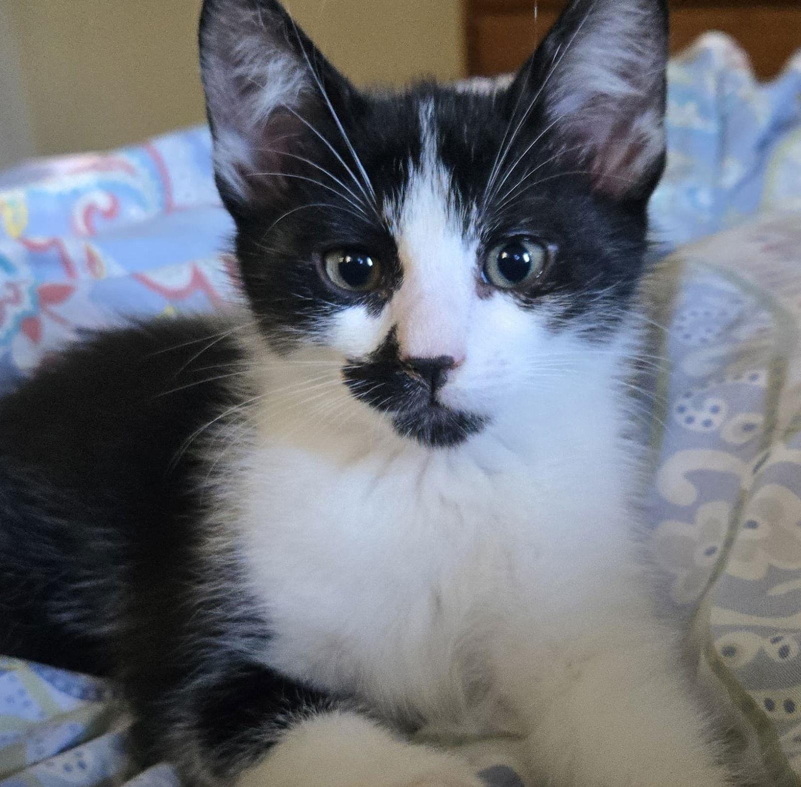 Enlarge Pepper, a Adoptable Domestic Short Hair in San Jose, CA image 1/3