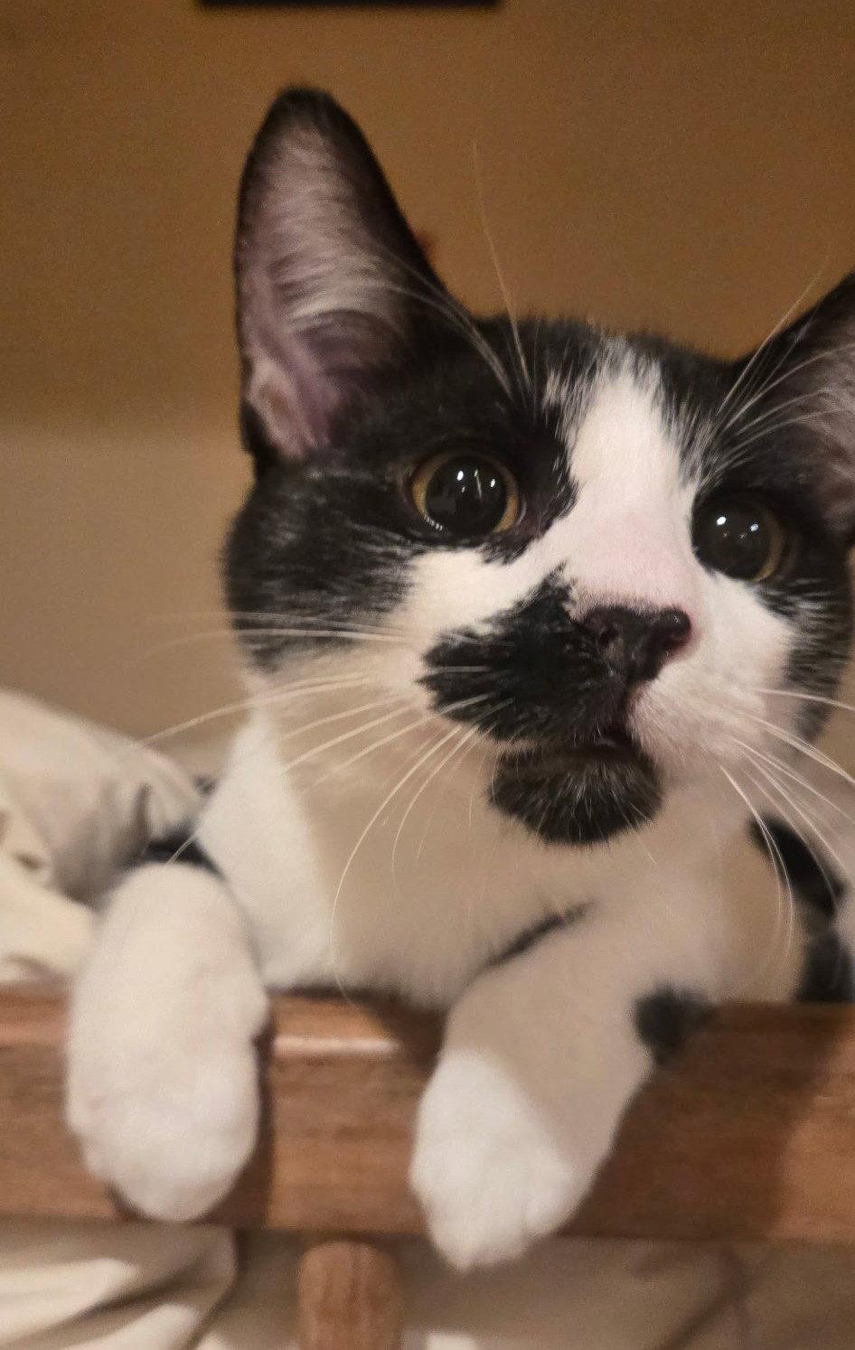 Enlarge Pepper, a Adoptable Domestic Short Hair in San Jose, CA image 2/3