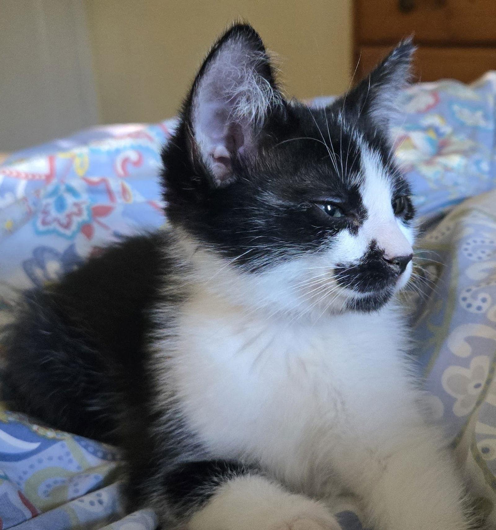 Enlarge Pepper, a Adoptable Domestic Short Hair in San Jose, CA image 2/3