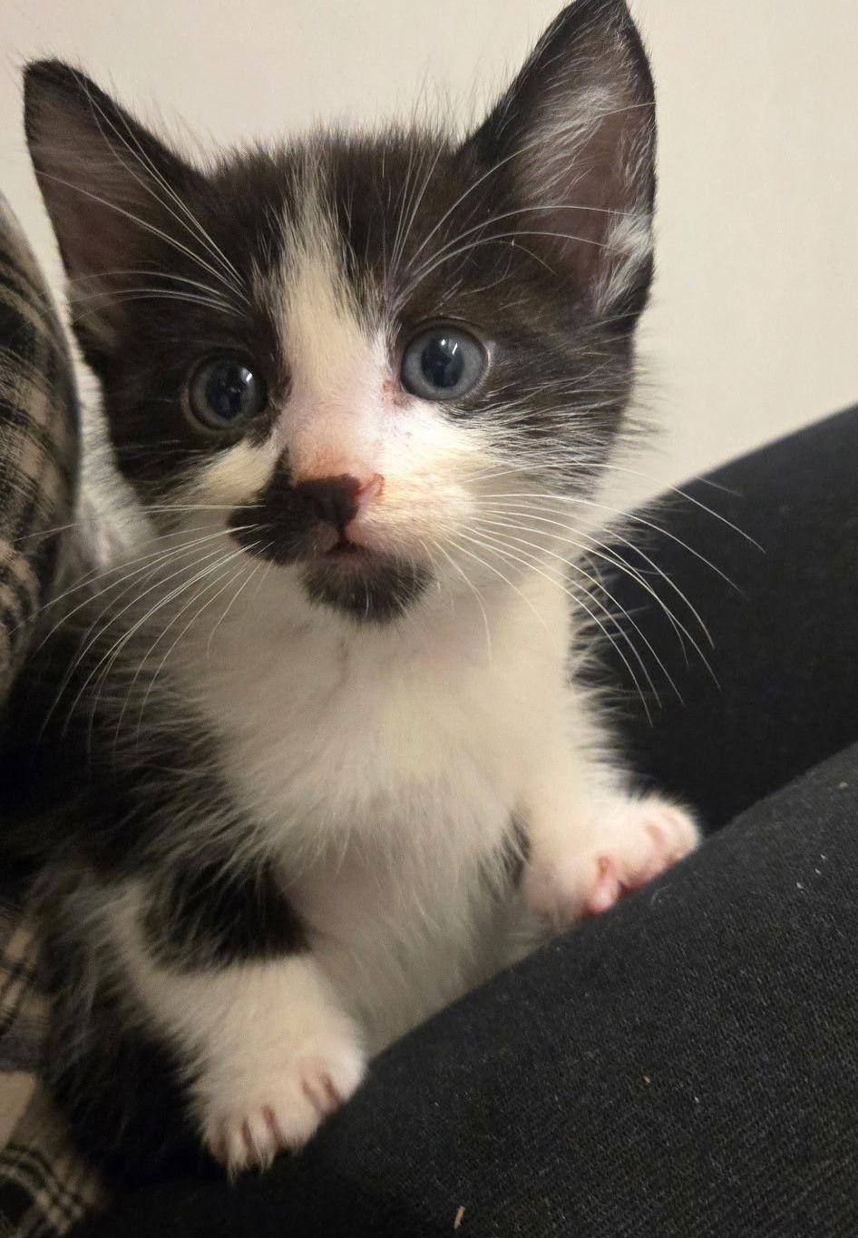 Enlarge Pepper, a Adoptable Domestic Short Hair in San Jose, CA image 3/3