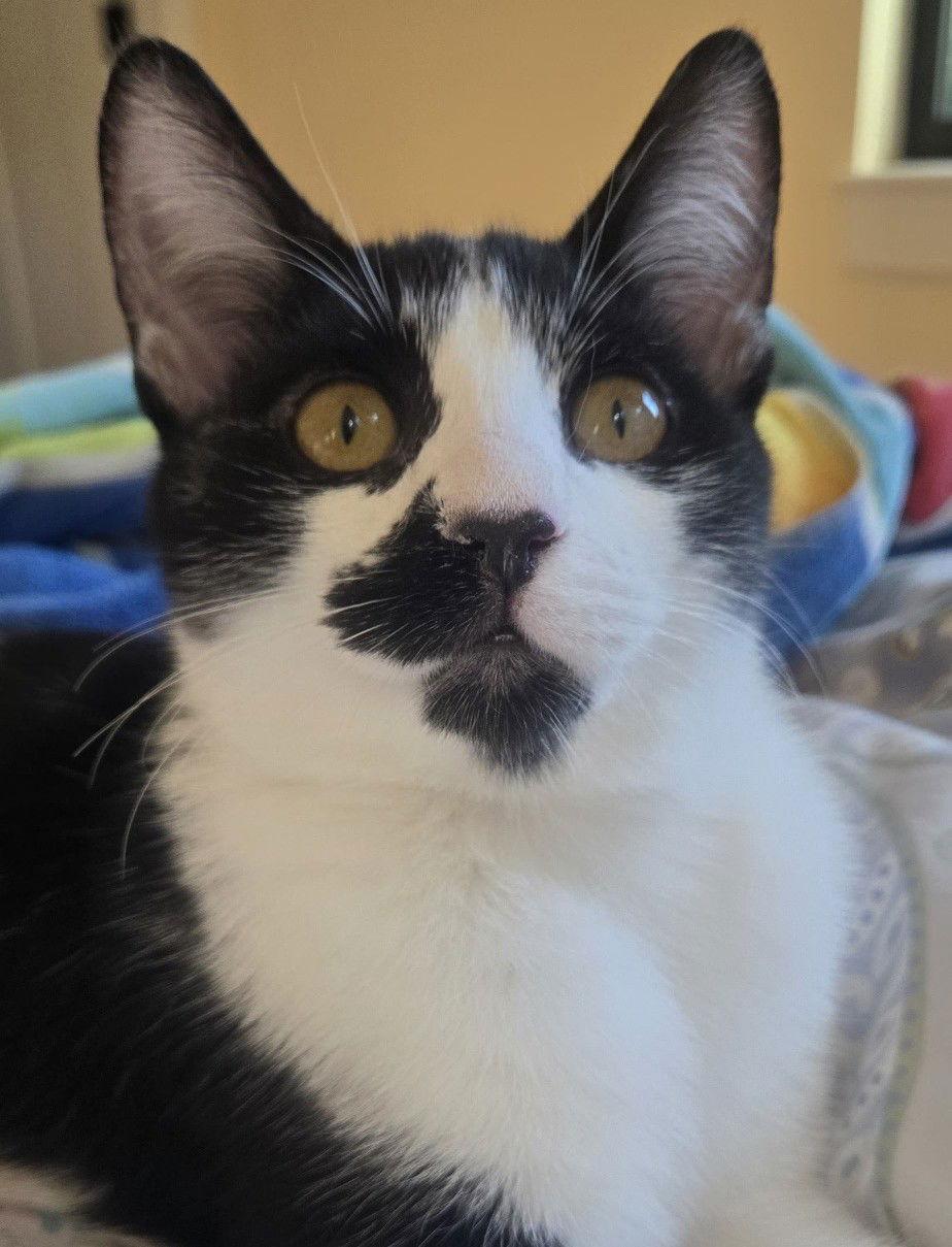 Enlarge Pepper, a Adoptable Domestic Short Hair in San Jose, CA image 3/3