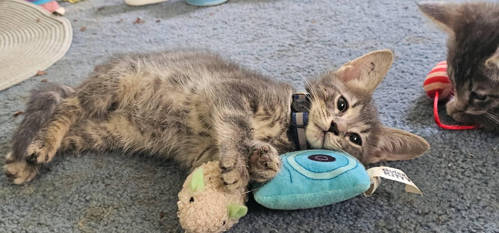Chase (FCID# 05/18/2026 - 79 Brandywine PS) KC, Adoptable, Kitten Male Tabby.