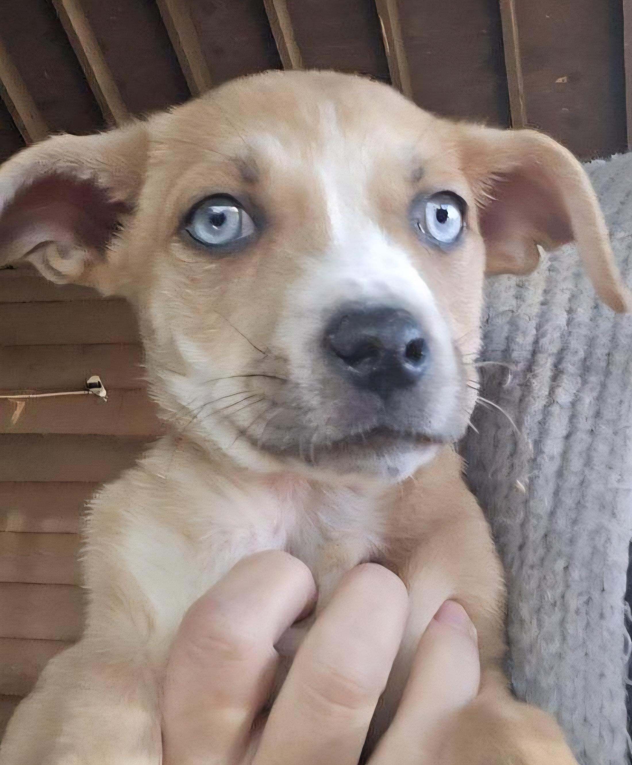 Blue Eyed Babes, a ADOPTABLE Mixed Breed in Lawrenceville, GA image 4/4