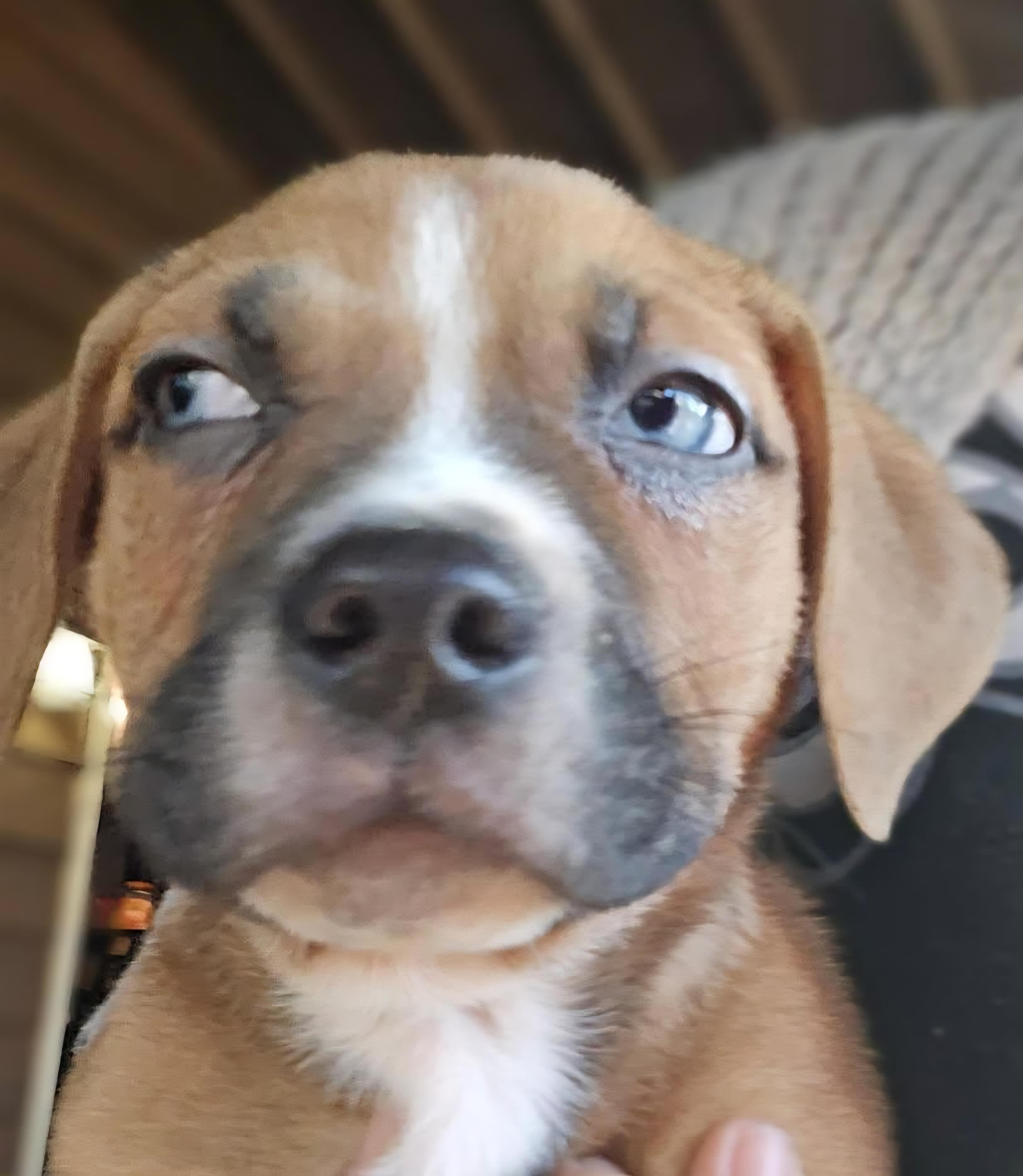 Blue Eyed Babes, ADOPTABLE, Puppy Female Mixed Breed.