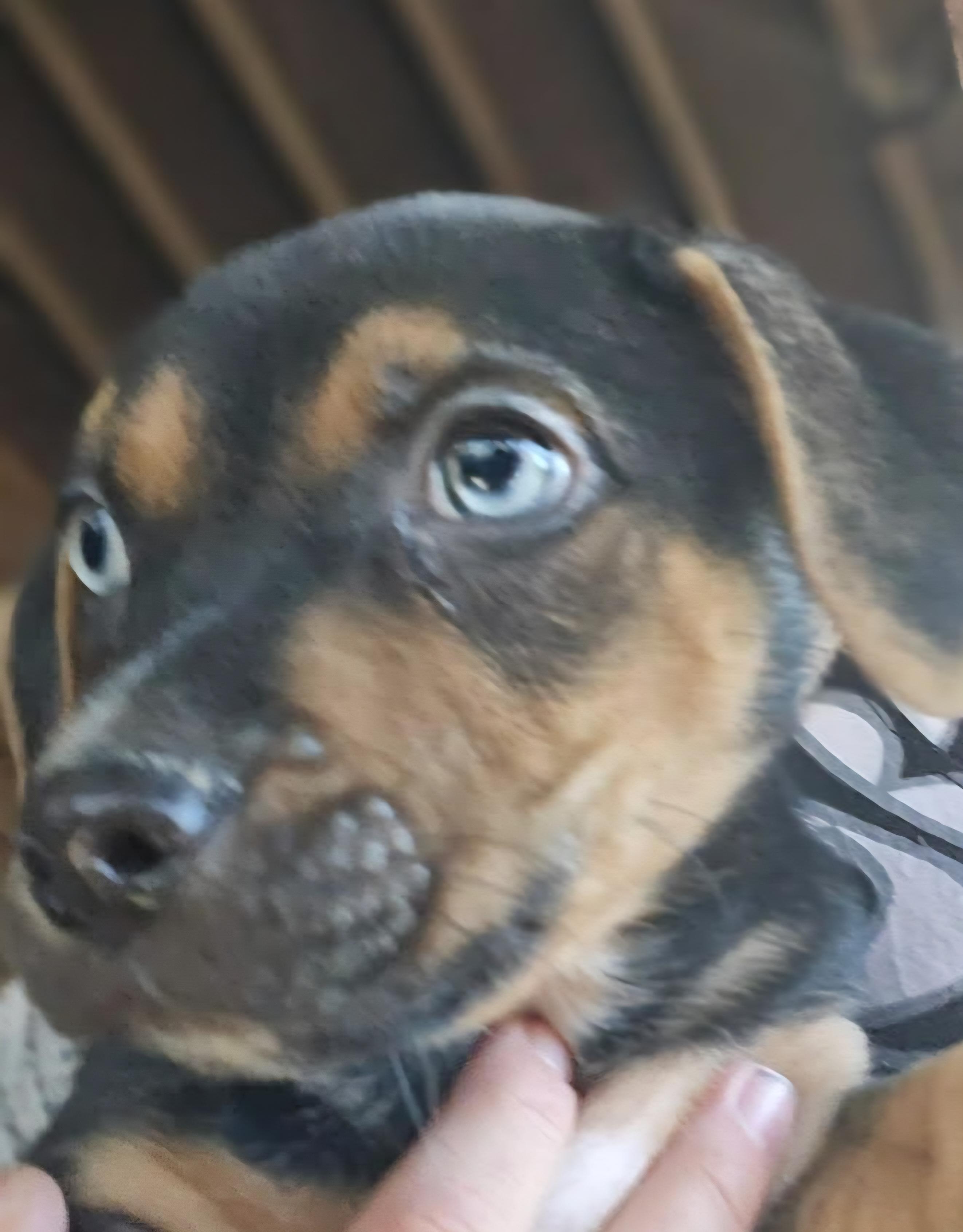 Blue Eyed Babes, a ADOPTABLE Mixed Breed in Lawrenceville, GA image 2/4