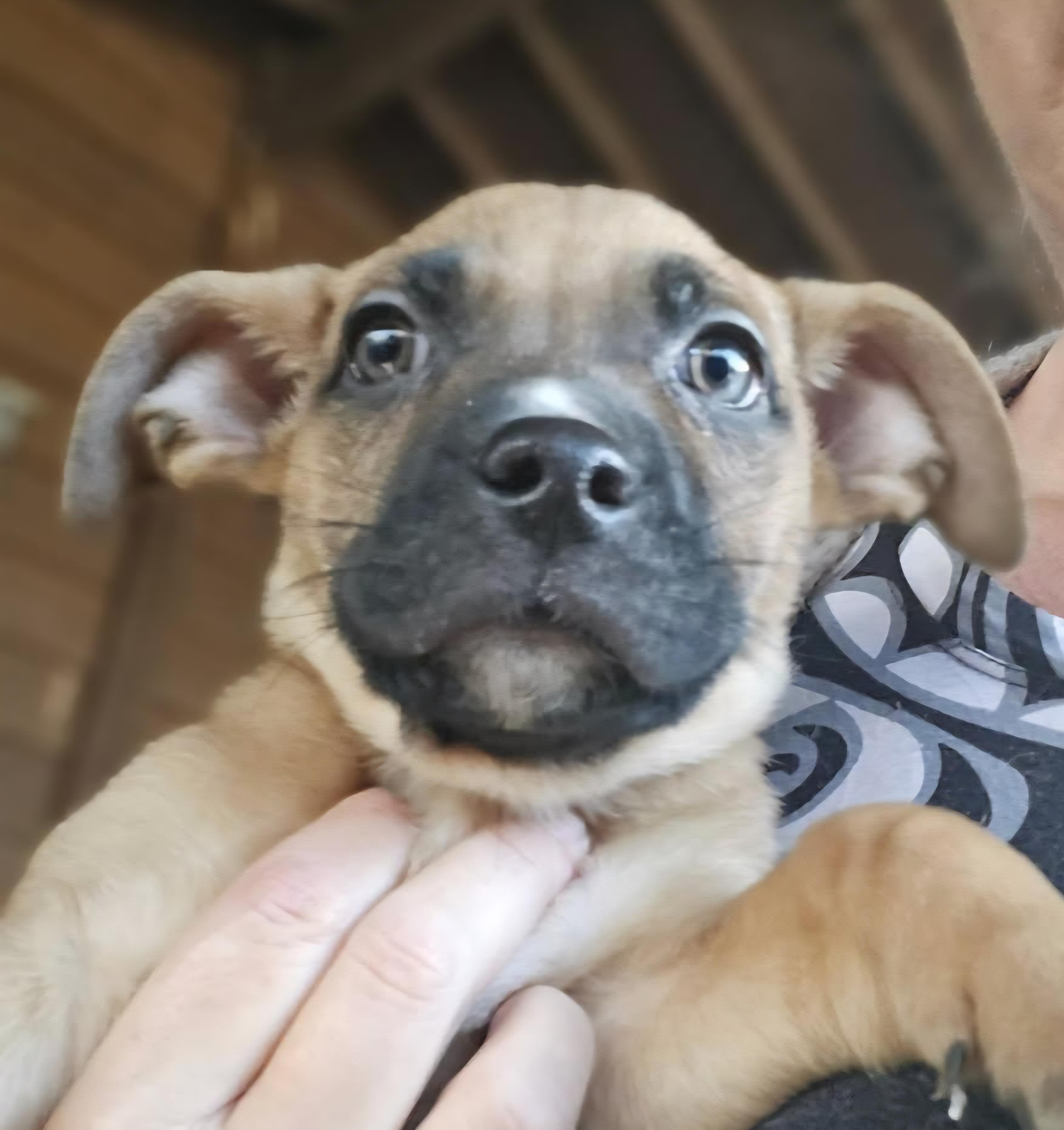 Blue Eyed Babes, a ADOPTABLE Mixed Breed in Lawrenceville, GA image 3/4