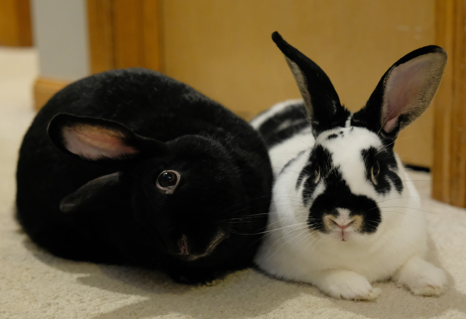 Dax & Toffee, Adoptable, Adult Male American.