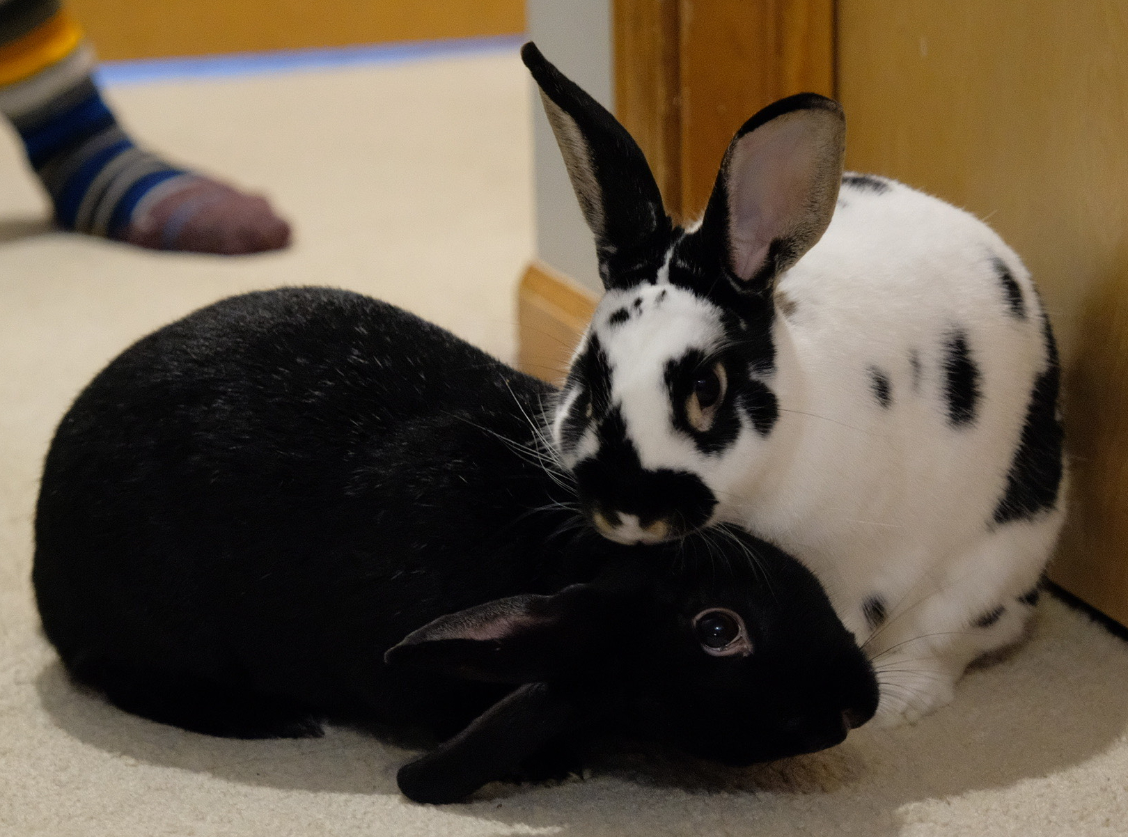 Enlarge Dax & Toffee, a Adoptable American in Lee's Summit, MO image 2/2