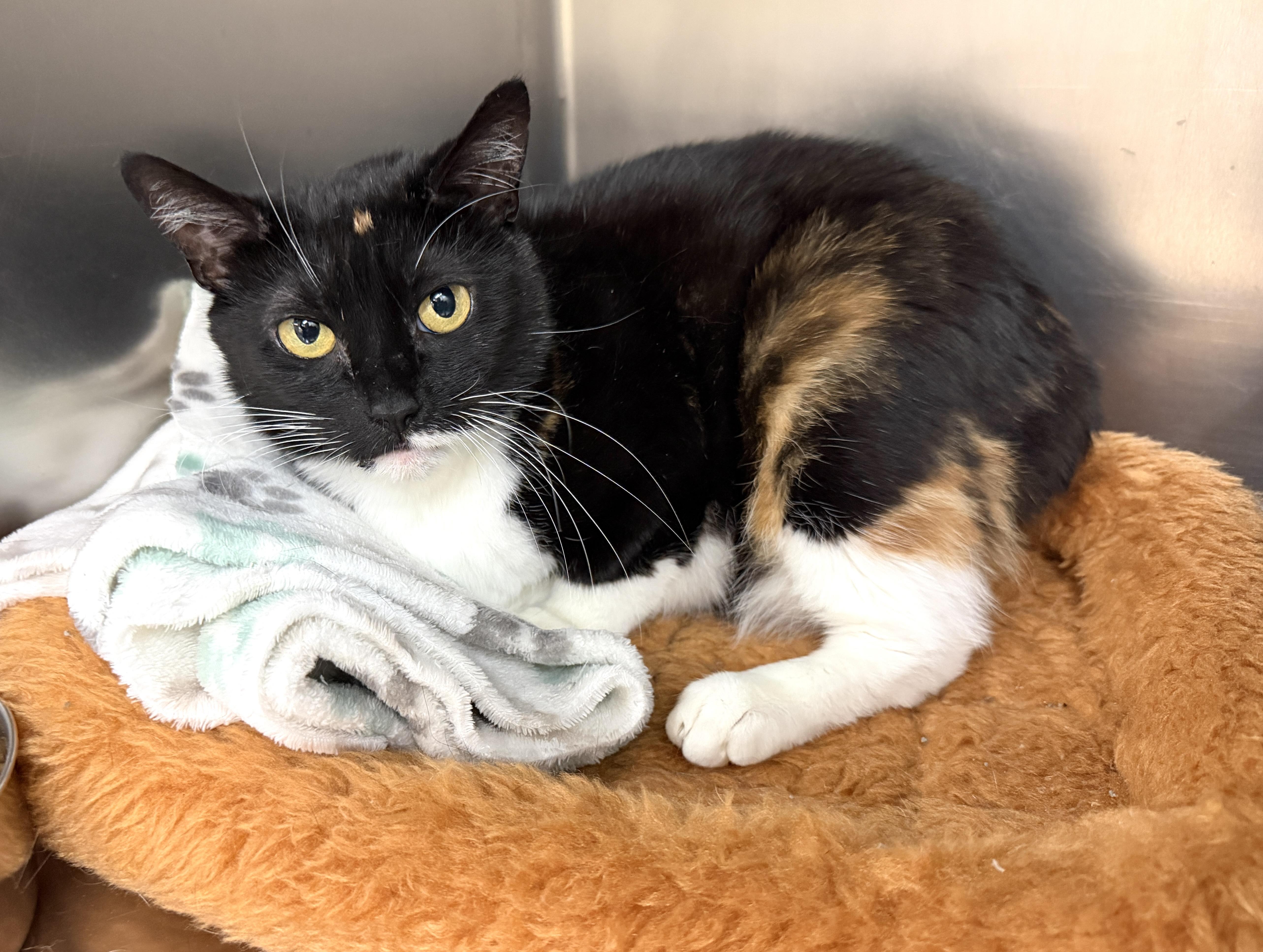 Luna, ADOPTABLE, Young Female Domestic Short Hair.