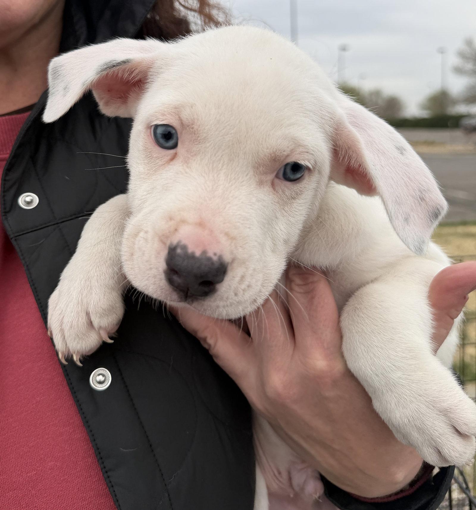 Rico, Adopted, Puppy Male Pit Bull Terrier.