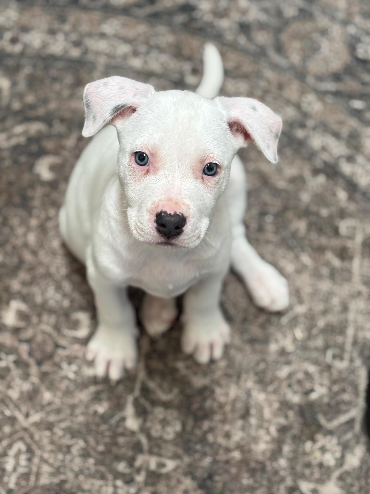 Enlarge Rico, a Adopted Pit Bull Terrier in Evergreen, CO image 2/3