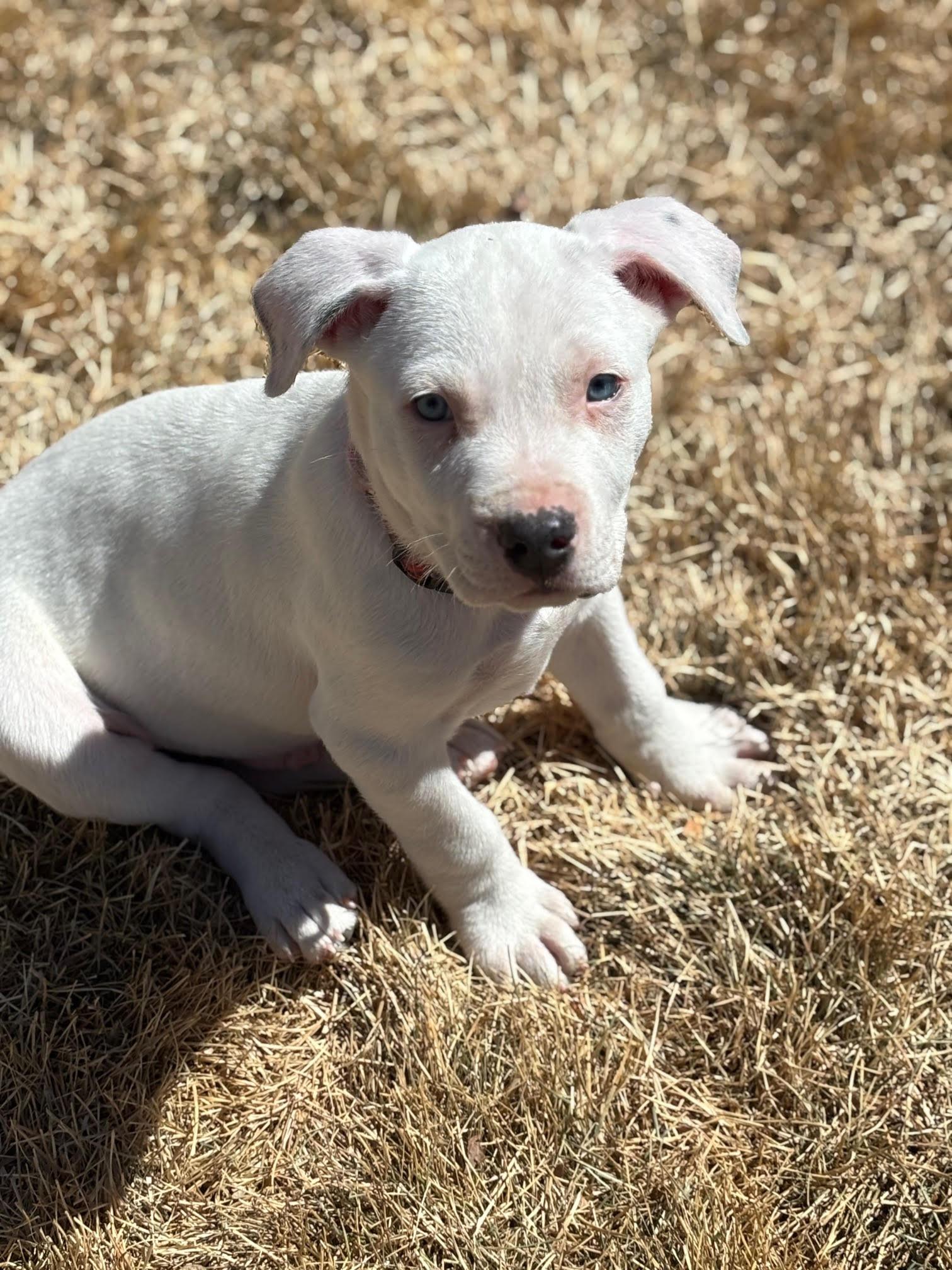 Enlarge Rico, a Adopted Pit Bull Terrier in Evergreen, CO image 3/3