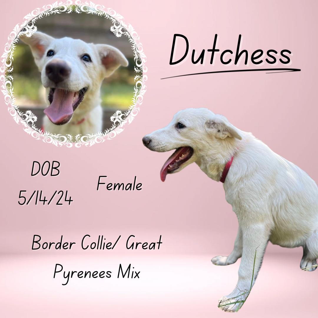 Dog for adoption Dutchess, a Border Collie & Great Pyrenees Mix in