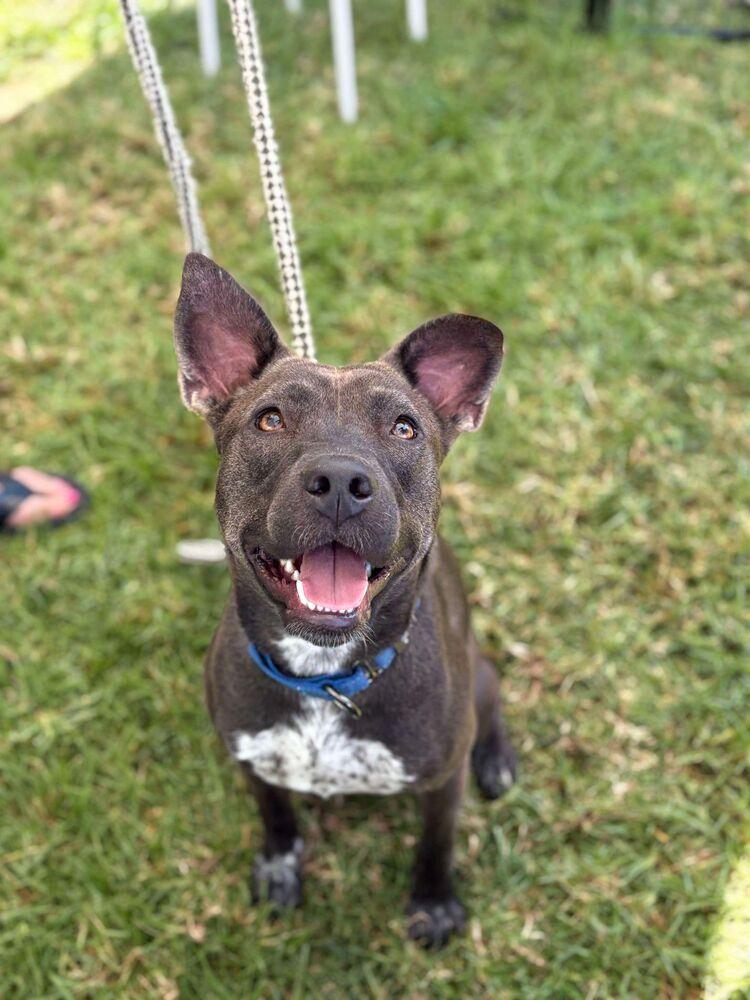 Ripley, Adoptable, Adult Female Australian Cattle Dog / Blue Heeler & Pit Bull Terrier.