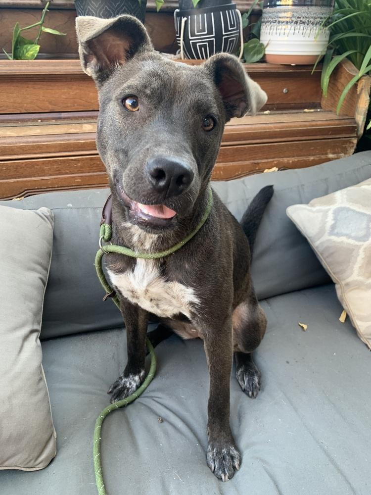 Enlarge Ripley, a Adoptable mixed breed in Canyon Country, CA image 2/6