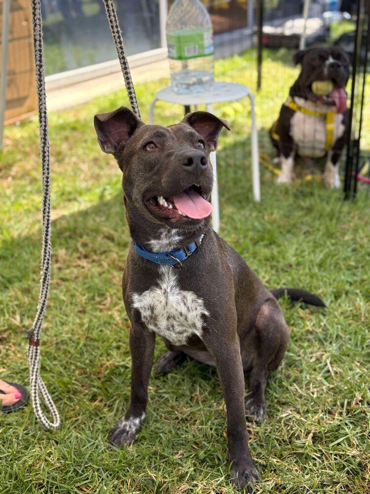 Enlarge Ripley, a Adoptable mixed breed in Canyon Country, CA image 3/6