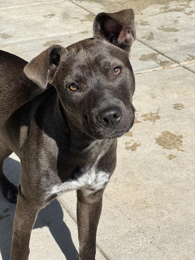 Ripley, Adoptable, Adult Female Australian Cattle Dog / Blue Heeler & Pit Bull Terrier.