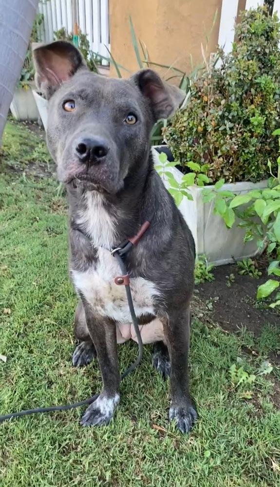 Enlarge Ripley, a Adoptable mixed breed in Canyon Country, CA image 5/6