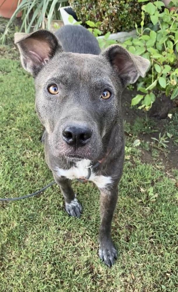 Ripley, a Adoptable mixed breed in Canyon Country, CA image 5/6